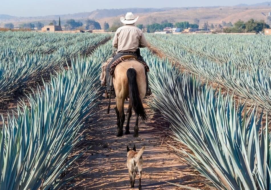Campesino con sombrero montando un caballo seguidos por un perro entre agave azul que se convertirá en tequila en Amatitan, Jalisco